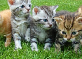 5 pet health tips every owner should know
                              
                              Published by Livemint | 28 Feb 2025