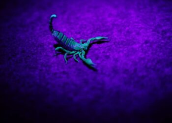 5 most unique animal defences in nature
                              
                              Published by Livemint | 31 Jan 2025