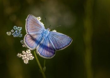 Nature's 5 most beautiful insects
                              
                              Published by Livemint | 22 Feb 2025