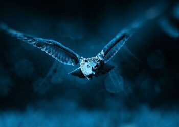 5 birds that carry powerful spiritual messages
                              
                              Published by Livemint | 25 Feb 2025