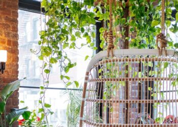 6 best indoor plants for small spaces & apartments
                              
                              Published by Livemint | 22 Feb 2025