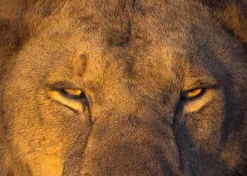 10 most fearsome hunters of the animal kingdom
                              
                              Published by Livemint | 12 Feb 2025