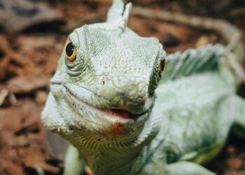 5 animals that can live for over 100 years
                              
                              Published by Livemint | 01 Feb 2025