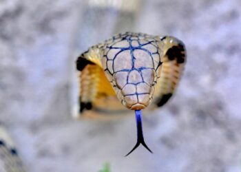 World’s 5 most venomous snakes
                              
                              Published by Livemint | 12 Feb 2025