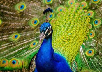 5 birds that dance to attract mate
                              
                              Published by Livemint | 25 Feb 2025