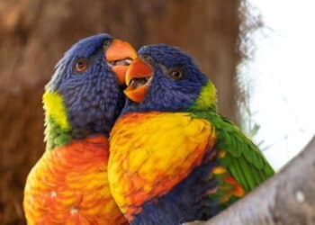 5 of the world’s most talkative parrots
                              
                              Published by Livemint | 14 Feb 2025