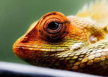 5 animals that can regrow body parts
                              
                              Published by Livemint | 17 Feb 2025