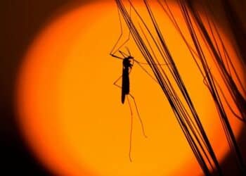 5 smallest yet most dangerous creatures
                              
                              Published by Livemint | 14 Feb 2025