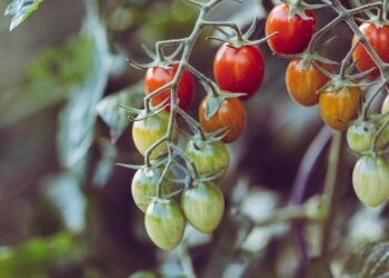 7 superfoods you can grow in your backyard
                              
                              Published by Livemint | 22 Feb 2025