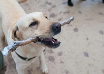 5 easy alternatives to brushing your dog’s teeth
                              
                              Published by Livemint | 01 Feb 2025