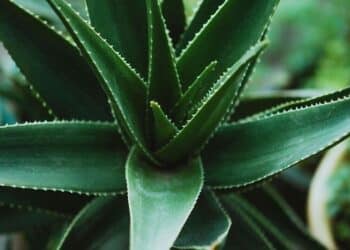 5 benefits of using aloe vera on dry skin
                              
                              Published by Livemint | 09 Feb 2025