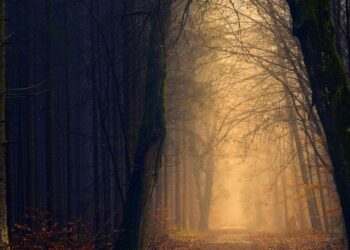 5 mystical forests around the world you must visit
                              
                              Published by Livemint | 18 Feb 2025