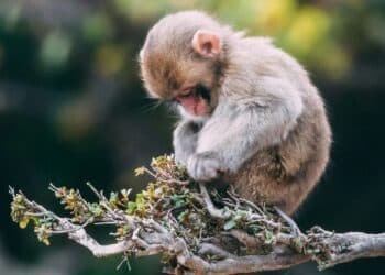 Top 6 Smartest Pets and Animals in the World
                              
                              Published by Livemint | 16 Feb 2025