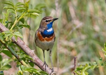 Top 6 loudest animals you’ve never heard of
                              
                              Published by Livemint | 15 Feb 2025