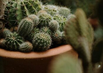 7 air-purifying plants for a healthy home
                              
                              Published by Livemint | 18 Feb 2025