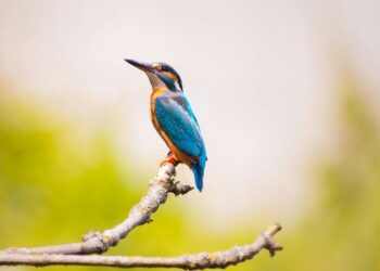 5 places in India to witness birdwatching
                              
                              Published by Livemint | 18 Feb 2025