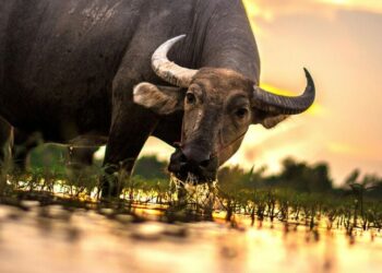 5 endangered species that start with 'N' visual st …
                              
                              Published by Livemint | 05 Feb 2025