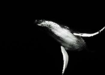 Explore the 5 Ocean’s Strangest Inhabitants
                              
                              Published by Livemint | 07 Feb 2025