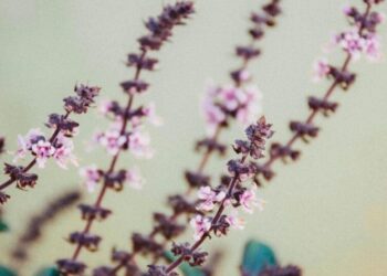 5 easy ways to get a natural glow with Tulsi
                              
                              Published by Livemint | 14 Feb 2025