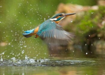 5 Mysterious Underground Rivers You Never Knew Exi …
                              
                              Published by Livemint | 16 Feb 2025