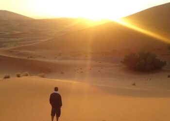 5 bizarre desert invertebrates thriving in extreme …
                              
                              Published by Livemint | 02 Feb 2025