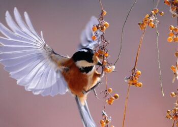 Nature’s marvel: 7 birds that sleep while flying
                              
                              Published by Livemint | 21 Feb 2025