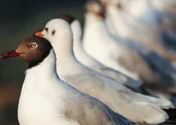 5 animals that change their gender over time
                              
                              Published by Livemint | 15 Feb 2025