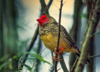 5 most colourful birds that look straight out of a …
                              
                              Published by Livemint | 15 Feb 2025