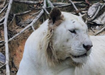 5 unbelievable hybrid animals that actually exist
                              
                              Published by Livemint | 15 Feb 2025