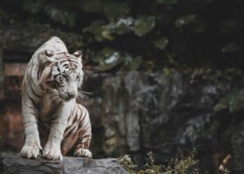 6 exotic pets that people actually own
                              
                              Published by Livemint | 10 Feb 2025