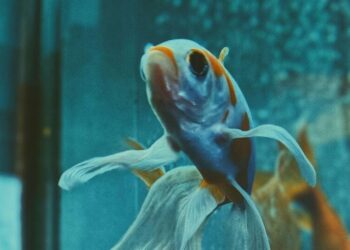 5 low-maintenance pets that are perfect for busy p …
                              
                              Published by Livemint | 18 Feb 2025