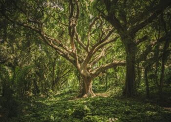 5 magical forests that look straight out of a fair …
                              
                              Published by Livemint | 12 Feb 2025