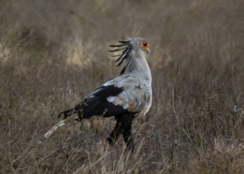 5 weirdest-looking birds you won’t believe exist
                              
                              Published by Livemint | 12 Feb 2025
