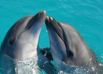 5 fun facts about dolphins that will amaze you
                              
                              Published by Livemint | 26 Feb 2025