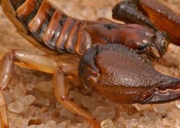 8 animals that can live without food for months
                              
                              Published by Livemint | 19 Feb 2025