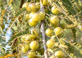 8 reasons amla is a superfood for your health
                              
                              Published by Livemint | 22 Feb 2025