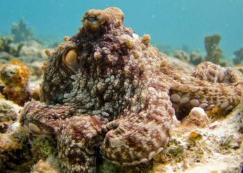 5 most playful and intelligent marine animals
                              
                              Published by Livemint | 10 Feb 2025