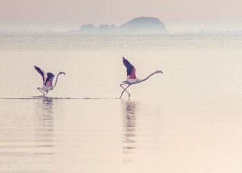 5 birds with the longest wingspan
                              
                              Published by Livemint | 17 Mar 2025