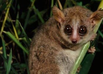 Stay away from these 8 mysterious predators of Mad …
                              
                              Published by Livemint | 30 Mar 2025