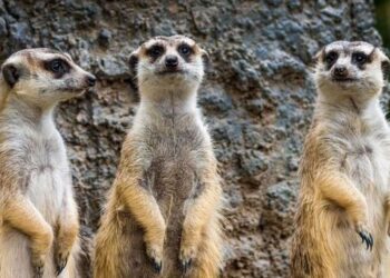 5 slow-moving, adorable animals in nature
                              
                              Published by Livemint | 17 Mar 2025