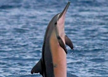 5 mysterious facts about the pink river dolphin
                              
                              Published by Livemint | 25 Mar 2025