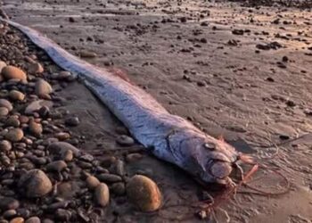 From Oarfish to Anglerfish: 5 deep sea creatures s …
                              
                              Published by Livemint | 28 Feb 2025