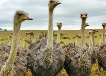 New Zealand's 5 flightless nocturnal birds
                              
                              Published by Livemint | 22 Mar 2025