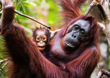 5 fiercest mothers of the animal kingdom
                              
                              Published by Livemint | 22 Mar 2025