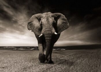 5 animals that can see what humans can't
                              
                              Published by Livemint | 26 Mar 2025