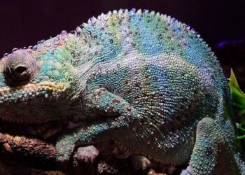 5 Most Trafficked Animals in the World
                              
                              Published by Livemint | 30 Mar 2025