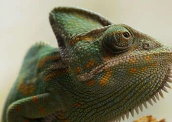 10 deadliest animal venoms in the world
                              
                              Published by Livemint | 25 Mar 2025