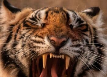 6 loudest animals in the world
                              
                              Published by Livemint | 21 Mar 2025