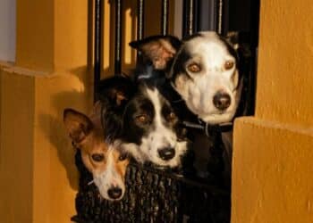 5 best guard dogs for families
                              
                              Published by Livemint | 17 Mar 2025