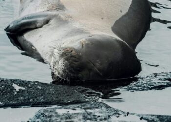 6 animals that can sleep the most
                              
                              Published by Livemint | 24 Mar 2025